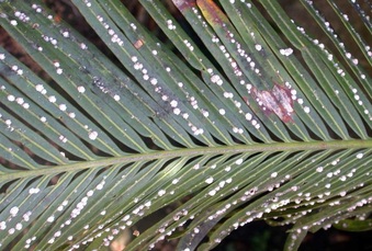 Cycad Scale