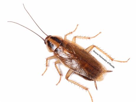 Roach, Roaches, Cockroach, German Cockroach, German Cockroaches, German, Palmetto Bugs