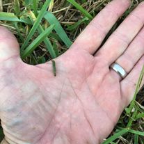 Caterpillar, worm, worms eating my grass