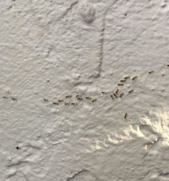 Ghost ants, ants