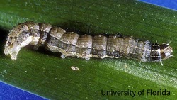 Army Worm Larva