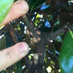Tree bugs, Magnolia bugs, scale