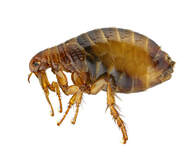 fleas and ticks
