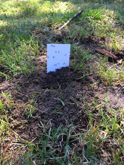 Fire ants, fire ants mounds, how to get rid of fire ants