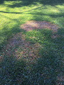 Brown patch, large patch