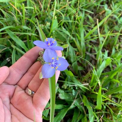 Spiderwort, Purple Flower, Weed