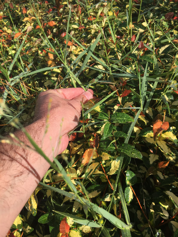 weeds in plant beds, weeds in groundcover